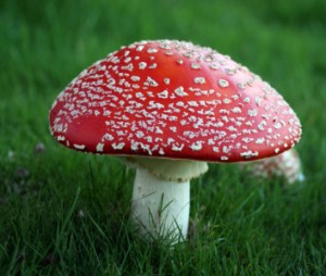 Fly agaric